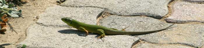 Balkan Green Lizard (Lacerta trilineata) 'Kolisavra'