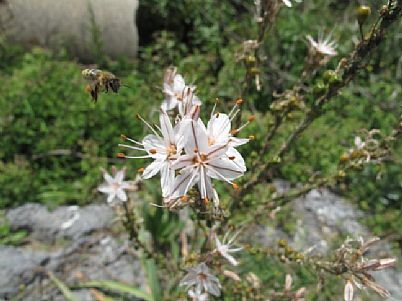 Bee collecting pollen, Crete